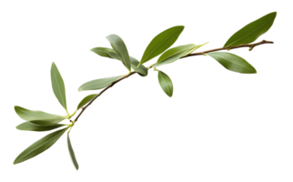 Olive Branch With Green Leaves Isolated On Transparent Background png
