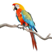 Colorful Macaw Parrot Perched On A Branch Isolated On Transparent Background png