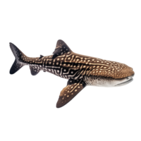 A whale shark is shown on a black background png