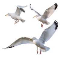 Three Seagulls In Flight Against Transparent Background png