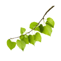 Vibrant Green Branch With Fresh Leaves On Transparent Background png
