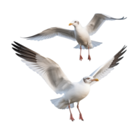Two Seagulls In Mid-Flight With Spread Wings Against A Transparent Background png