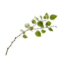 Green Branch With Multiple Leaves Isolated On Transparent Background png