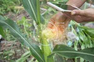 The concept of using AI and smart farming. photo