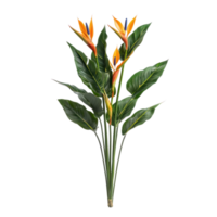 Strelitzia plant front view isolate on transparency background png