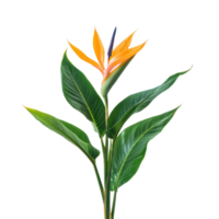 Strelitzia plant front view isolate on transparency background png