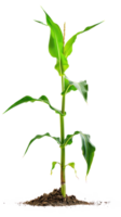 Corn plant isolate on transparency background png