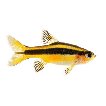 Zebra Danios fish side view isolate on transparency background png