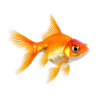 Goldfish isolate on transparency background png