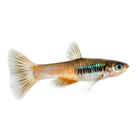 Guppy fish front view isolate on transparency background png