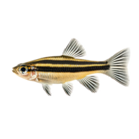 Zebra Danios fish isolate on transparency background png