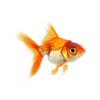Goldfish side view isolate on transparency background png