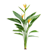 Strelitzia plant isolate on transparency background png