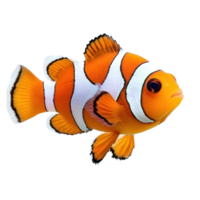 Clownfish isolate on transparency background png