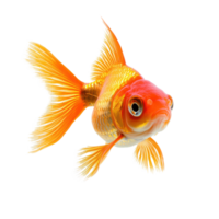 Goldfish front view isolate on transparency background png