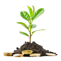 Plant growing on pile of gold coins isolate on transparency background png