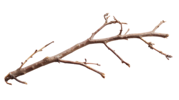 Twig and Stick isolate on transparency background png