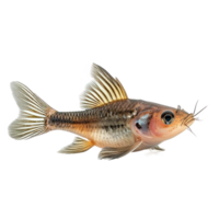 Corydoras Catfish side view isolate on transparency background png