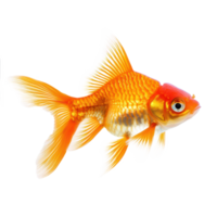 Goldfish side view isolate on transparency background png