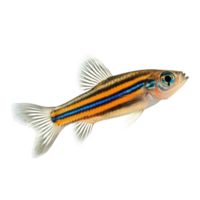 Zebra Danios fish isolate on transparency background png