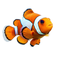 Clownfish front view isolate on transparency background png