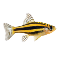 Zebra Danios fish front view isolate on transparency background png