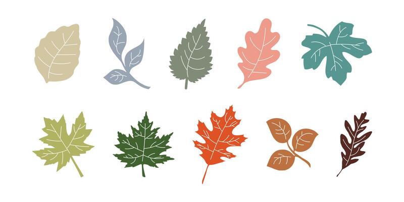 soft color autumn leaves collection