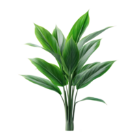Aspidistra Elatior plant isolate on transparency background png