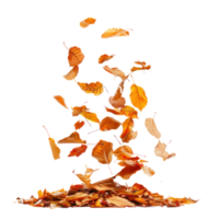Autumn leaves fall on a pile isolate on transparency background png
