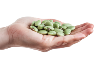 Hand holding Lima Beans isolate on transparency background png