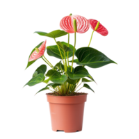 Anthurium plant front view isolate on transparency background png