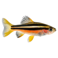 Zebra Danios fish side view isolate on transparency background png