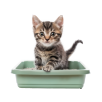 Kitten in the litter box isolate on transparency background png