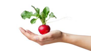 Hand holding Radish isolate on transparency background png