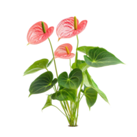 Anthurium plant front view isolate on transparency background png