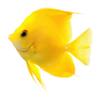 giallo codolo pesce lato Visualizza isolato su trasparenza sfondo png