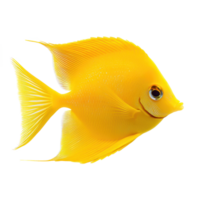 Yellow Tang fish side view isolate on transparency background png
