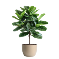 Ficus Belize plant front view isolate on transparency background png