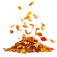 Autumn leaves fall on a pile front view isolate on transparency background png