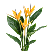Strelitzia plant isolate on transparency background png