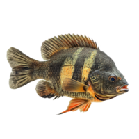 Oscars fish side view isolate on transparency background png