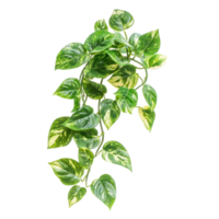 Pothos Indoor Plant isolate on transparency background png