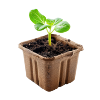 Fiber Seed Starting Cell front view isolate on transparency background png