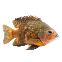 Oscars fish side view isolate on transparency background png