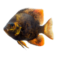 Oscars fish front view isolate on transparency background png