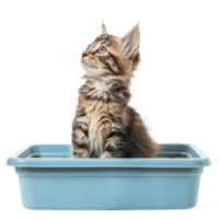Kitten in the litter box side view isolate on transparency background png