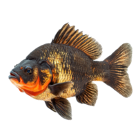 Oscars fish side view isolate on transparency background png