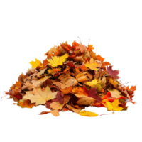 Autumn leaves fall on a pile side view isolate on transparency background png