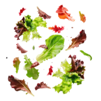 Falling Green and Red Leaf Lettuce isolate on transparency background png