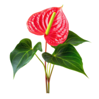 Anthurium plant isolate on transparency background png